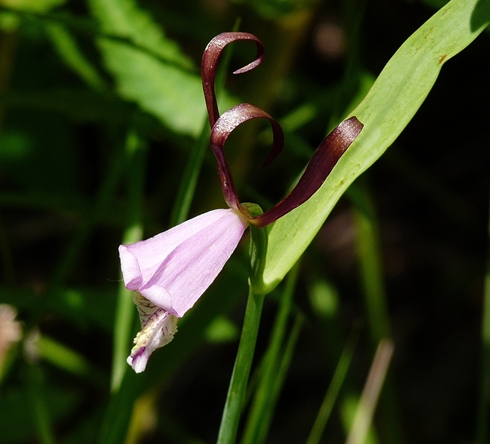 {Cleistesiopsis oricamporum}